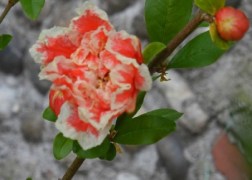 Punica granatum Legrelliae / Cirmos virágú gránátalma